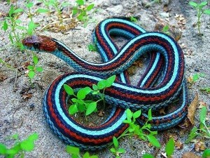 Picture of California Red-Sided Garter Snake