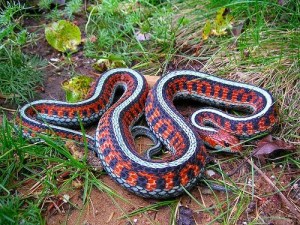 Picture of California Red-Sided Garter Snake