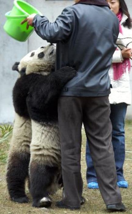Picture of Giant Panda holding around its Feeder