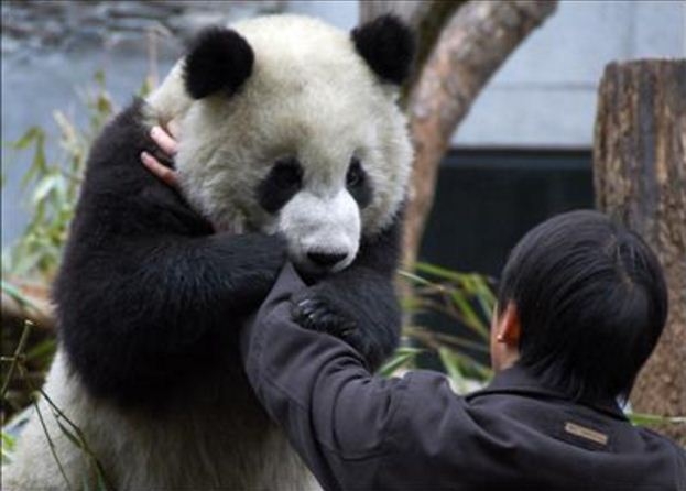 Picture of Giant Panda holding around its Feeder