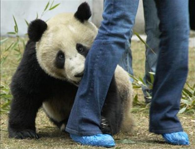 Picture of Giant Panda holding around its Feeder