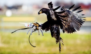 Eagle of Guard from Above Company Catches a Drone in Mid-Air