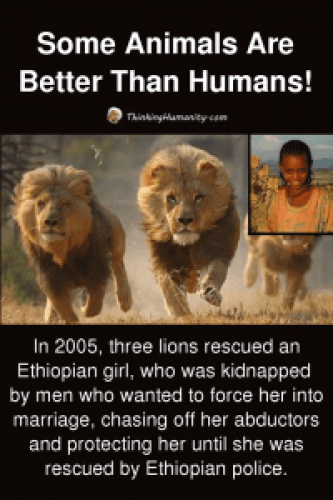 Picture about Lions Saved Kidnapped Ethiopian Girl