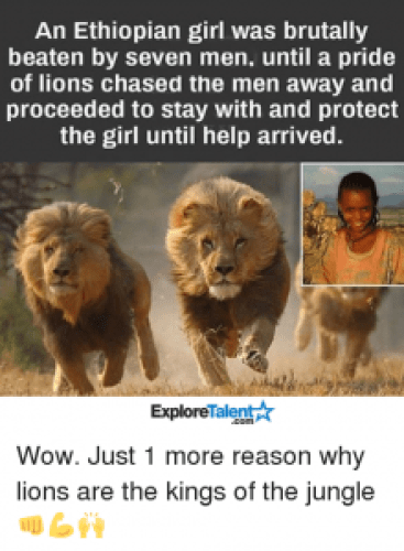 Picture about Lions Saved Kidnapped Ethiopian Girl