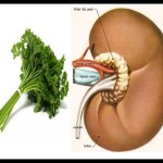 Picture about Clean Your Kidneys with Less than Rs. 2