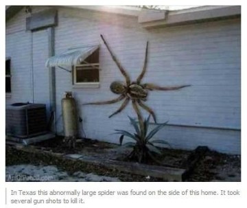 Picture about Angolan Witch Spider, Largest in the World, Eats Pets