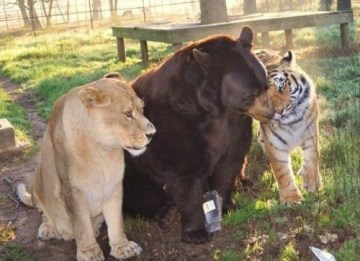 Picture of A Lion, Tiger and Bear Living Together as Friends