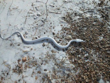 Picture about Deadly Snow Snakes in Ohio and Pennsylvania