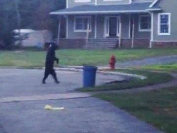 Picture from Bear Walks Upright Like a Human, Video