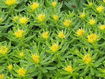 Picture about Sanjeevani Booti Like Herb Found in Himalayas