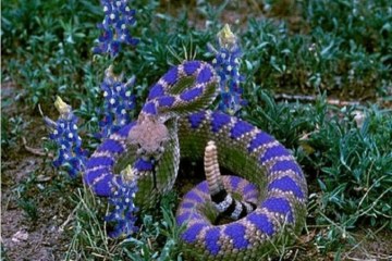 Picture about Texas Blue Bonnet Rattlesnake, New Species Discovered