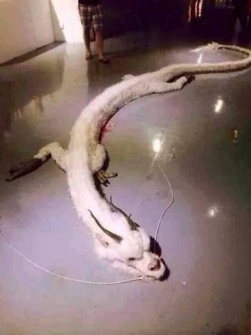 Picture about White Dragon Has Been Shot Dead in Malaysia
