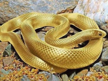 Picture about 24 Carrot Pure Gold Snake in Amazon Forest
