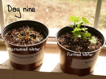 Picture of Microwaved Water Kills Plant in Home Grown Experiment