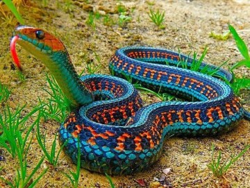 Picture about The Most Colorful Snake, California Red-Sided Garter