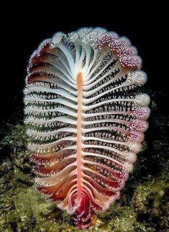 Picture Suggesting Rare Flower Nagapushpa Found in the Himalayas