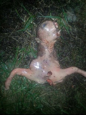 Picture Suggesting Woman Finds Bizarre Alien Creature in Her Yard