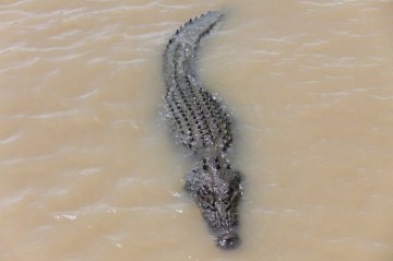 Picture Suggesting Crocodiles Escaped into Flood Waters of Chennai