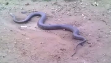 Picture of Video of Snake Giving Birth to Live Young Ones
