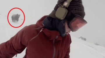 Picture about Snowboarder Girl Chased by Bear, She Didn't Even Know It, Video