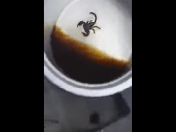 Picture about Coca Cola Kills Scorpion in Minutes, Video