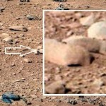 Image of Squirrel/Rodent/Lizard on Mars Pictures of Curiosity Rover