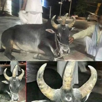 Picture Suggesting Three Eyed and Three Horned Cow Found in India
