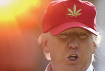 Picture Suggesting Donald Trump Will Legalize Marijuana in All 50 States
