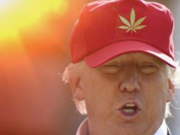 Picture Suggesting Donald Trump Will Legalize Marijuana in All 50 States
