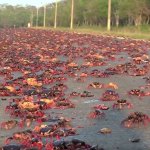 Picture about Crab Invasion After Hurricane Irma in Florida, Video