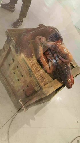 Picture about Strange Alien Fish Found in Vizag Beach