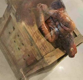 Picture about Strange Alien Fish Found in Vizag Beach