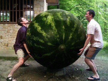 World's Largest Watermelon Picture