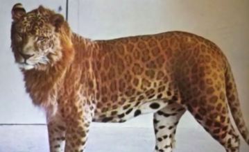 Picture of Lion Leopard Hybrid Animal Leopon