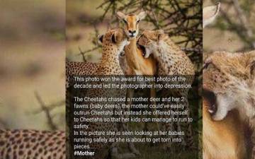 Image about Mother Deer Sacrifices Herself to Cheetahs to Save Her Child