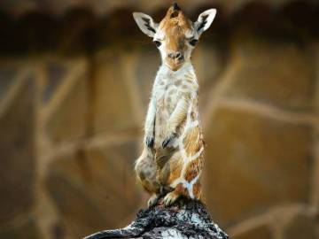 Image about Rare Hybrid Animal Meeraffe Picture