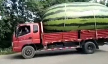 Image from Lorry Loads Giant Watermelon, Video