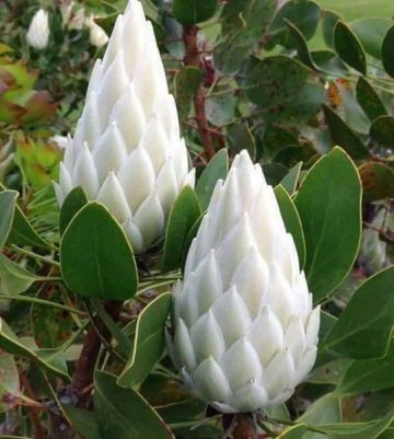 Image about Mahameru Pushpam Rare Himalayan Flower Blooms Once in 400 Years