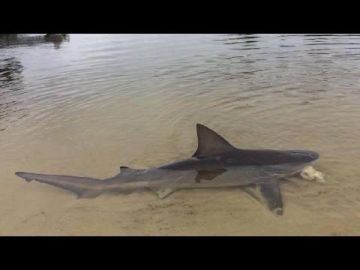 Image about Shark Found Washed Up Ohio River Boat Ramp
