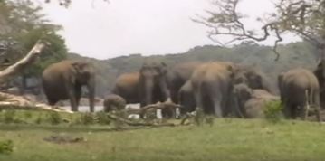 Image of Heartbreaking Moment of Elephants Mourning, Video