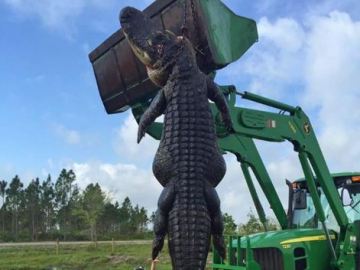 Image about Massive Alligator in Browns Mills Pond, New Jersey