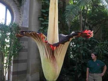 Image about Largest Flower Amorphophallus Titanum Blooms Every 40 Yrs
