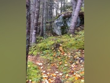 Image about Creepy Video of Earth Breathing in Forest