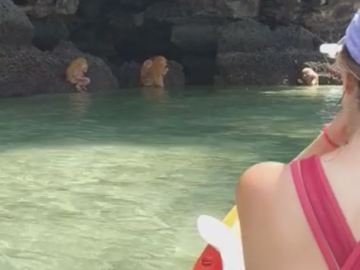 Image about Ewok-like Creatures Discovered Near Thailand Cave