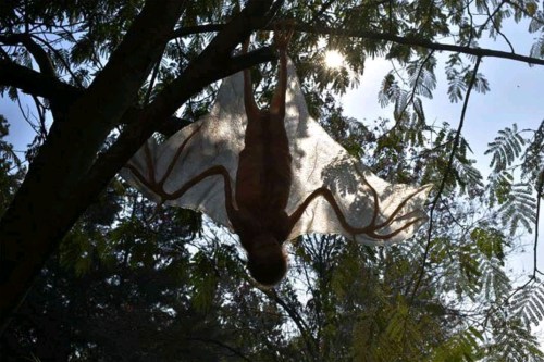 Image about Alien Similar to Bat Found at Kerala Tamil Nadu Border