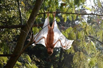 Image about Alien Similar to Bat Found at Kerala Tamil Nadu Border