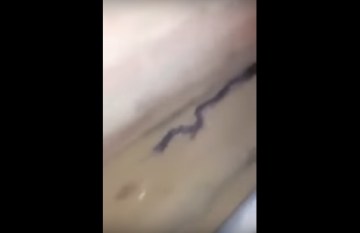 Image about Rats Moving Like Snake to Avoid Predators, Video