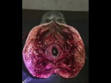 Image about Strange Alien Found in Madeira river of Brazil, Video