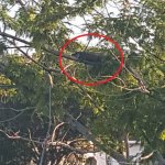 Image Showing Alligators and Crocodiles Can Climb Trees