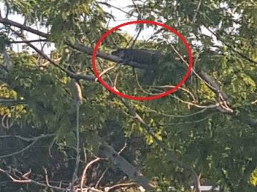 Image Showing Alligators and Crocodiles Can Climb Trees